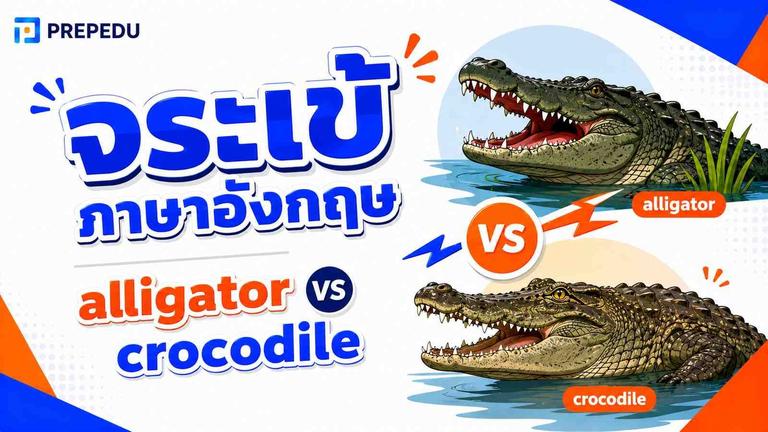 จระเข้ ภาษาอังกฤษ & alligator vs crocodile ต่างกันไหม