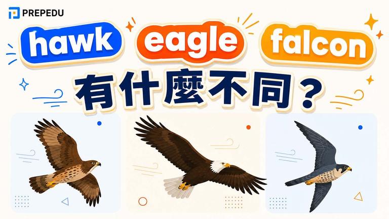 老鷹英文:hawk、eagle、falcon 分別教學