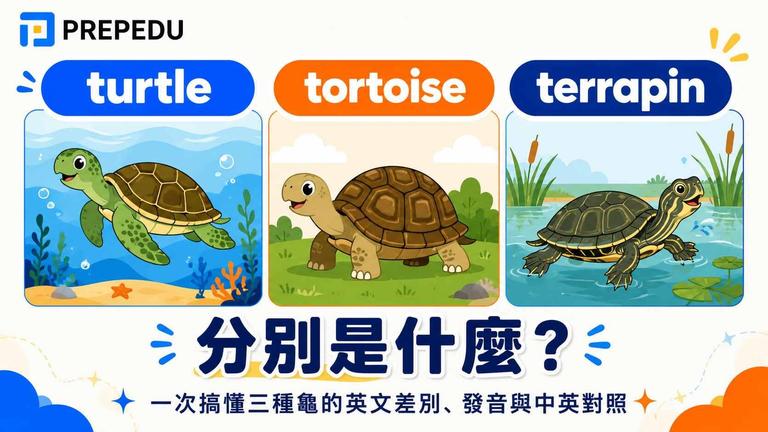 turtle、tortoise、terrapin 分別是什麼?
